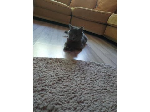 British shorthair dişi kedimiz