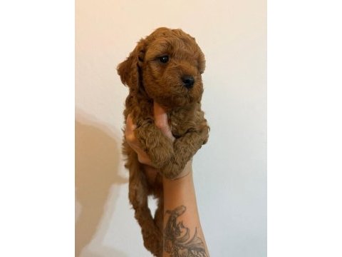 Anne altından safkan toy poodle yavrularım