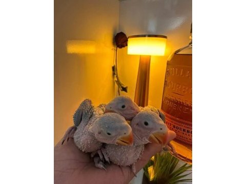 Bebek alexander el besleme olarak besleniyor
