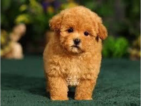 Her türlü yavru köpekleri temin edebilme imkanı
