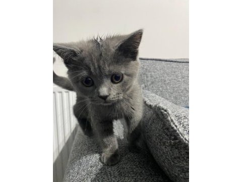 Safkan british shorthair
