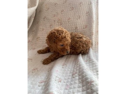 Sevimli son yavru poodle