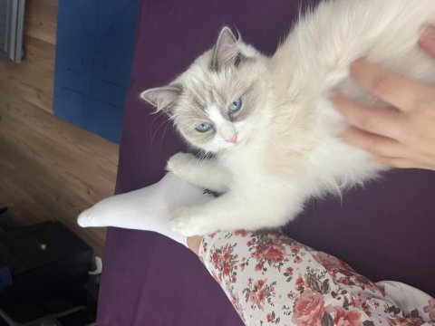 Çiftleştirme safkan dişi ragdoll