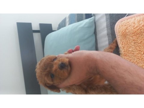 Sağlıklı neşeli poodle yavrular