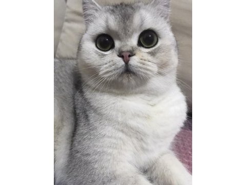 Anne baba british dişi shorthair