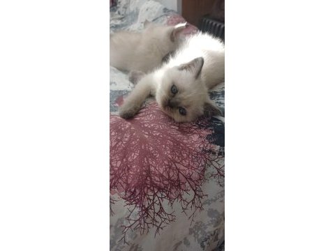 British shorthair kedimiz
