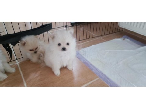 Sağlıklı pomeranian köpekler evinizin neşesi olacaklar