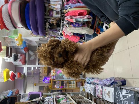 Kilo garantili toypodell yavrularımız 