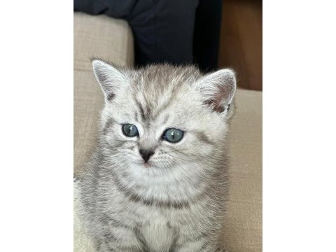 Gri british shorthair erkek