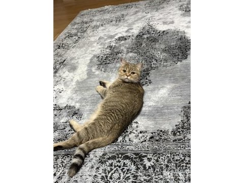 Uysal sevecen akıllı ve oyuncu british shorthair