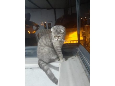 Bursa içi sahiplendirilecek scottish fold