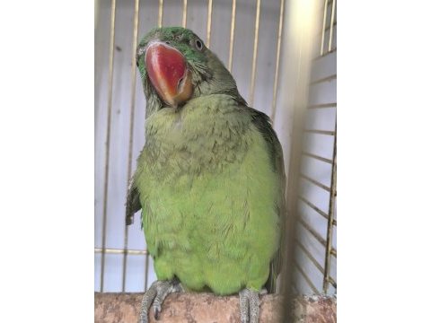 Tek kanadı engelli alexander papağanı takas olur
