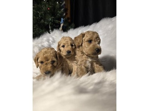 Orjinal teacup maltipoo yavrular