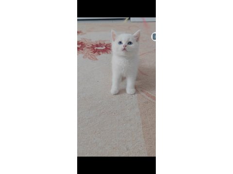 British shorthair kedisi beyaz