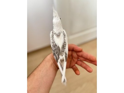 Yeni yeme düşmüş heawy pied egitime açık sultan papağanı