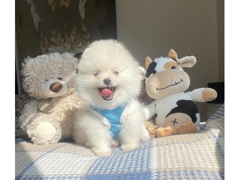 Ayı surat pomeranian boo köpekleri