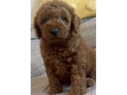 Toy poodle yavrumuz
