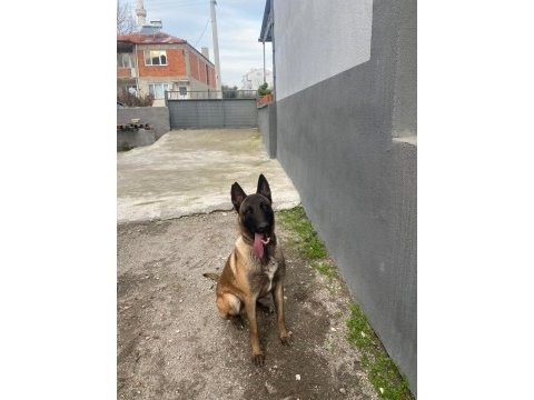 1 yasında belçika kurdu akıllı ve sosyaldir
