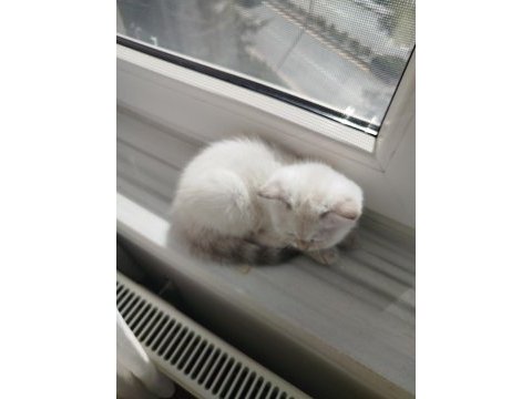 A kalite british shorthair dişi yavru