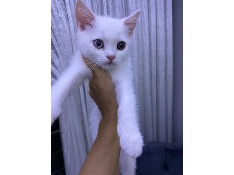 Minik yavrularımız yeni yuvalarını arıyorlar