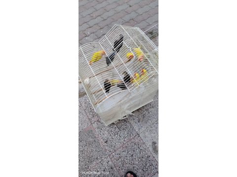 Yavru damızlık kuşlarımız mevcut
