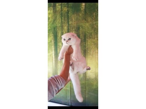 Scottish fold yavrular