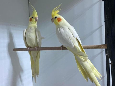 Yavru garantili çift sultan papağanı çiftler