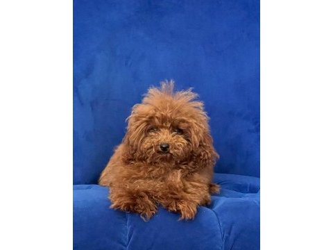 Erkek toy poodle