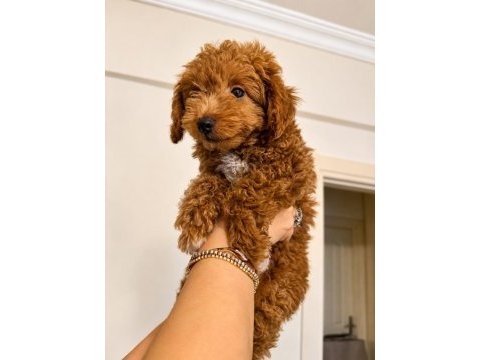 2,5 aylık erkek poodle