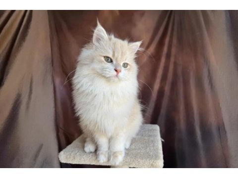 Krem rengi british longhair yakışıklı