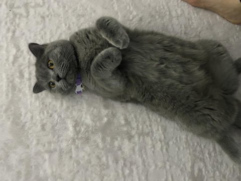 1 yaşında aşıları tam dişi british shorthair