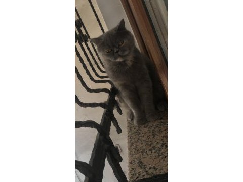 Acil iran kedisi 2 yaşında