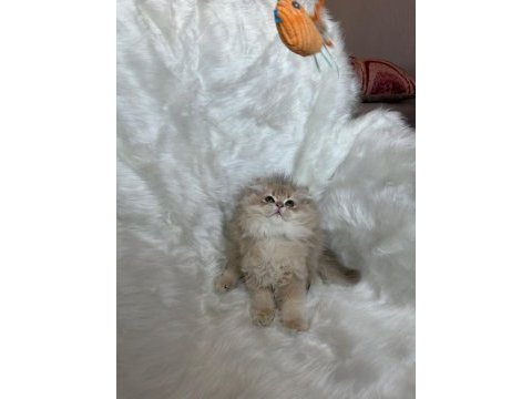 Lilac golden erkek cy11 british longhair