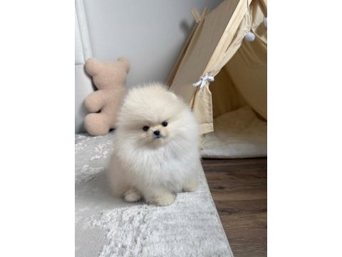 Pomeranian boo teddy
