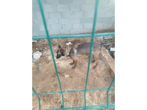 7 aylık dişi alman kurdu