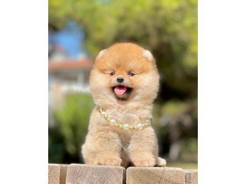 Safkan pomeranian boo yavrularımız