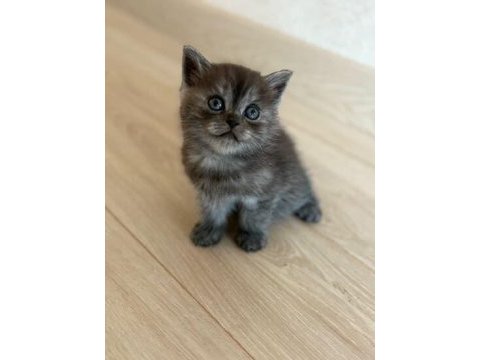 British shorthair yavrularımıza yuva arıyoruz