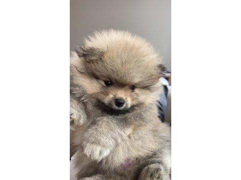 Bebek pomeranian erkek yavru