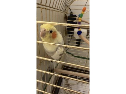 Sahibinden 8 aylık sultan papağanı