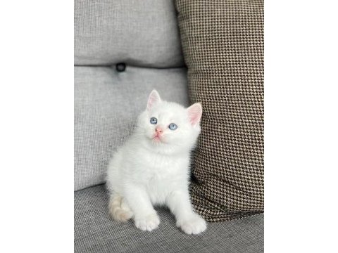 Brıtısh shorthair red point yavrularım 