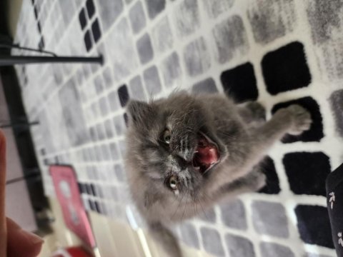 Scottish fold