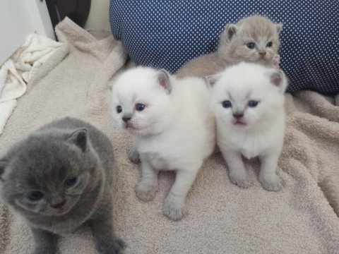 Irk ve sağlık garantili british shorthair yavrular