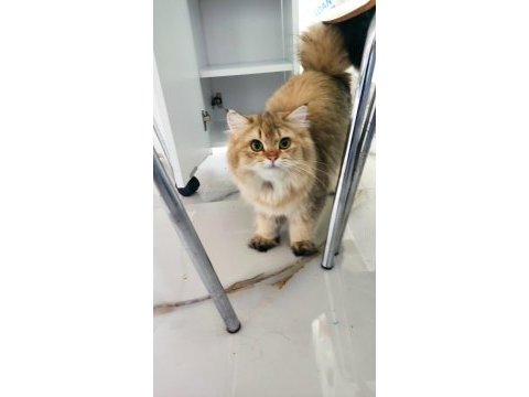 Secereli safkan british longhair erkek