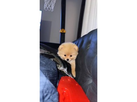 Pomeranian boo 6 aylık aşı karneleri var
