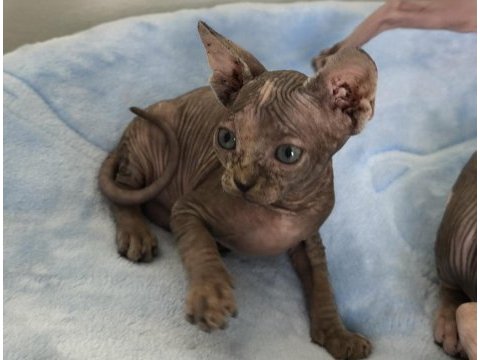 Naked beauty sphynx cattery