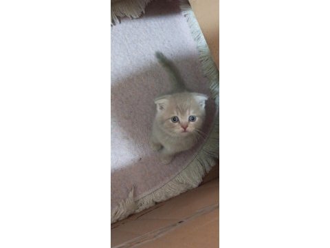 Orjinal kırık kulak scottısch kedilerimiz