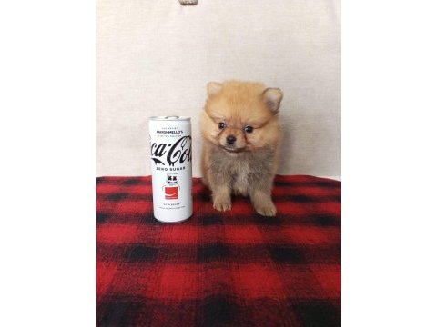 Mini boy pomeranian