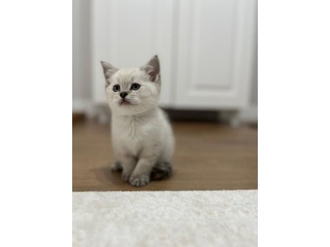 Tatlı scottish straight minik