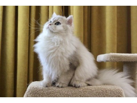 Gri british longhair kedimiz paşa