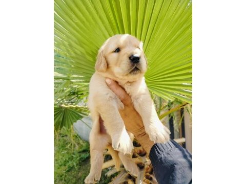 Golden retriever yavruları